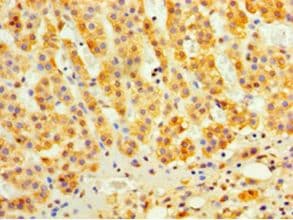 C9orf163 Antibody (aa1-203, FITC)
