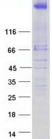 Human TNKS1BP1 / TAB182 Protein (Recombinant Myc-DDK (Flag))