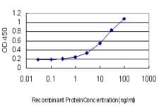 IHC-plus™ RALB Antibody (clone 4D1)
