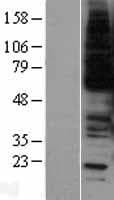 Human MYB / c-Myb Protein (Over-Expression Lysate Myc-DDK (Flag))