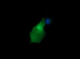 CR6 / GADD45G Antibody (clone OTI2D2)