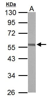 ERG Antibody (aa419-486)