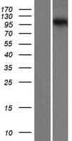 SARDH Protein (Over-Expression Lysate Myc-DDK (Flag))