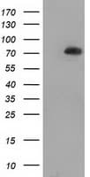 SAMHD1 Antibody (clone OTI2B5)