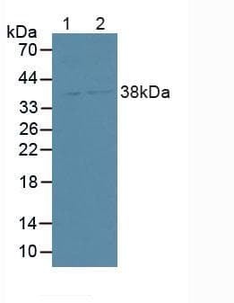 SDCBP2 / Syntenin 2 Antibody (aa1-292, PE)