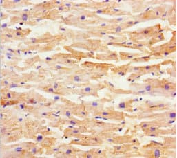 SHD Antibody