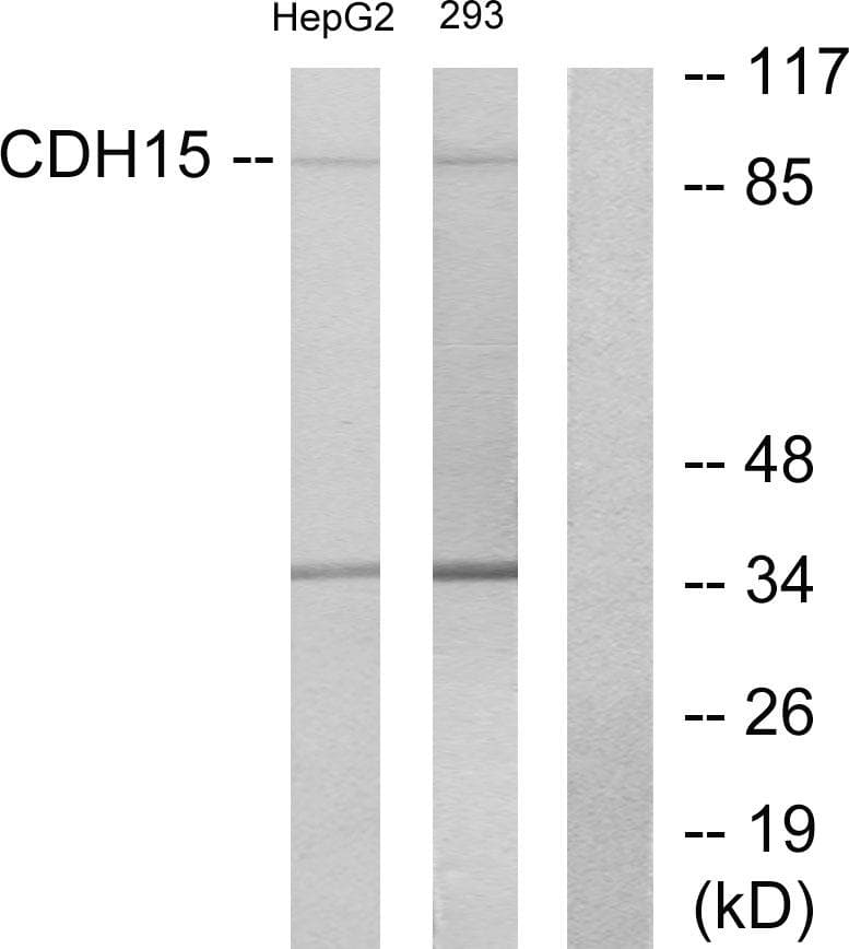CDH15 / M Cadherin Antibody