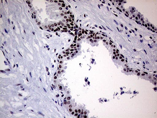 ERCC3 / XPB Antibody (aa191-436, clone OTI6H8)
