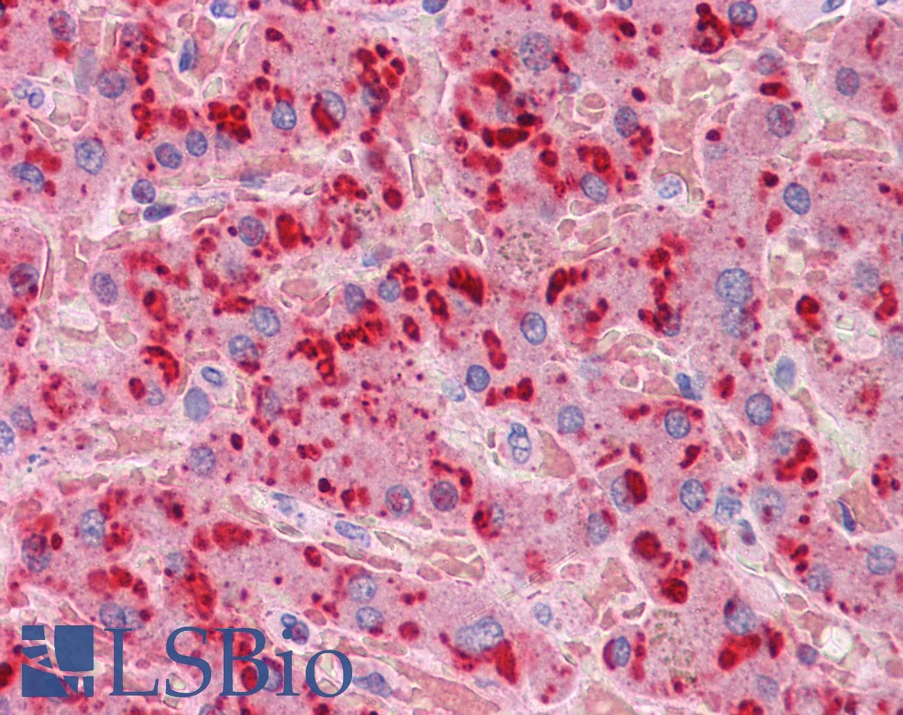 IHC-plus™ Apolipoprotein A-II Antibody (clone 4F3)