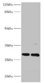PIGX Antibody (aa42-230)