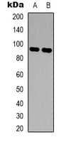 FES Antibody (Internal)