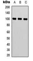 MED24 / TRAP100 Antibody (C-Terminus)