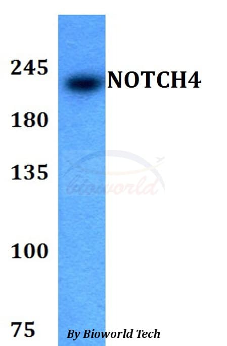 NOTCH4 Antibody