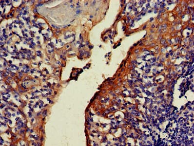 NOA1 / C4orf14 Antibody