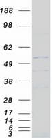 Human NCR2 / NKP44 Protein (Recombinant Myc-DDK (Flag))