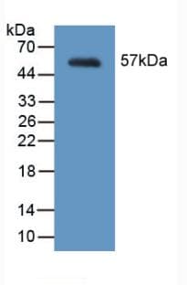 MYH2 Antibody (aa1238-1472, PE)