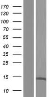 UTS2B / U2B Protein (Over-Expression Lysate Myc-DDK (Flag))
