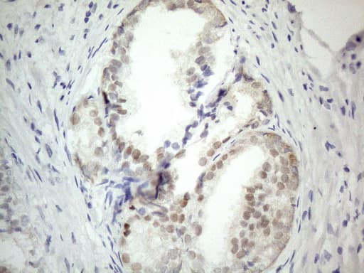 PRMT5 Antibody (aa238-499, clone OTI2H3)