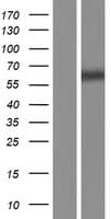 UCKL1 Protein (Over-Expression Lysate Myc-DDK (Flag))