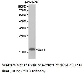 CST3 / Cystatin C Antibody