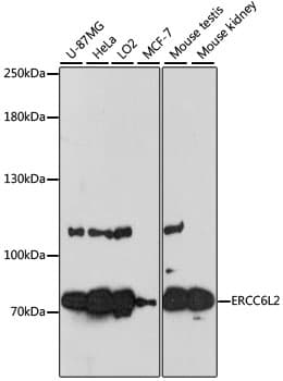 ERCC6L2 Antibody