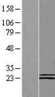 COQ6 Protein (Over-Expression Lysate Myc-DDK (Flag))