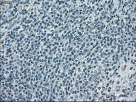 CYPOR / POR Antibody (clone OTI5H5)