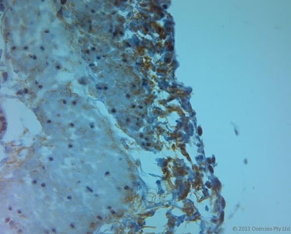 TJP2 / ZO2 / ZO-2 Antibody (aa740-790)