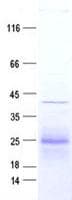 Human GTSF1L Protein (Recombinant DDK,C-terminus)