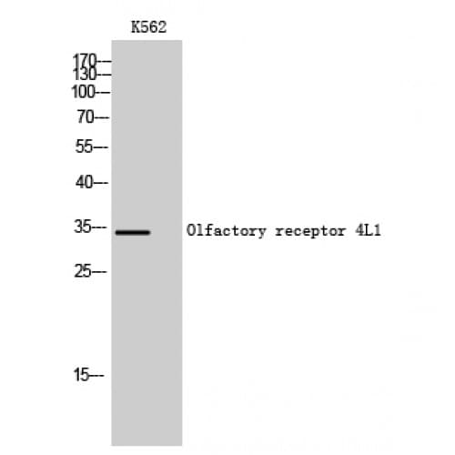 OR4L1 Antibody (230-310 aa, C-terminal)