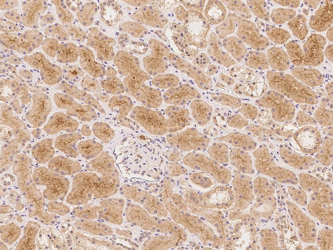NPAL2 / NIPAL2 Antibody