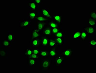 TEAD1 Antibody (aa135-215)