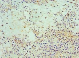 EIF3E Antibody (aa1-445)