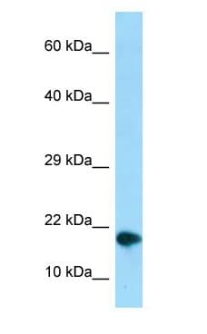 NUPR1 Antibody (C-Terminus)