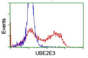 UBE2E3 Antibody (clone OTI4B4)