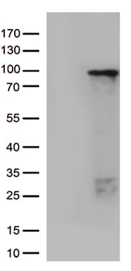 ZNF226 Antibody (clone OTI4E1)