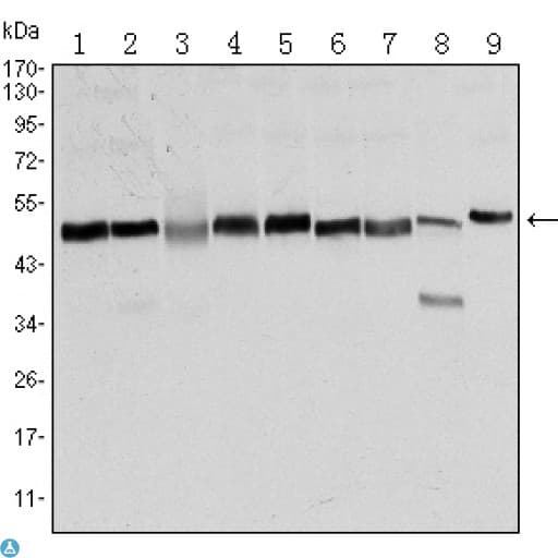 FOXD3 Antibody
