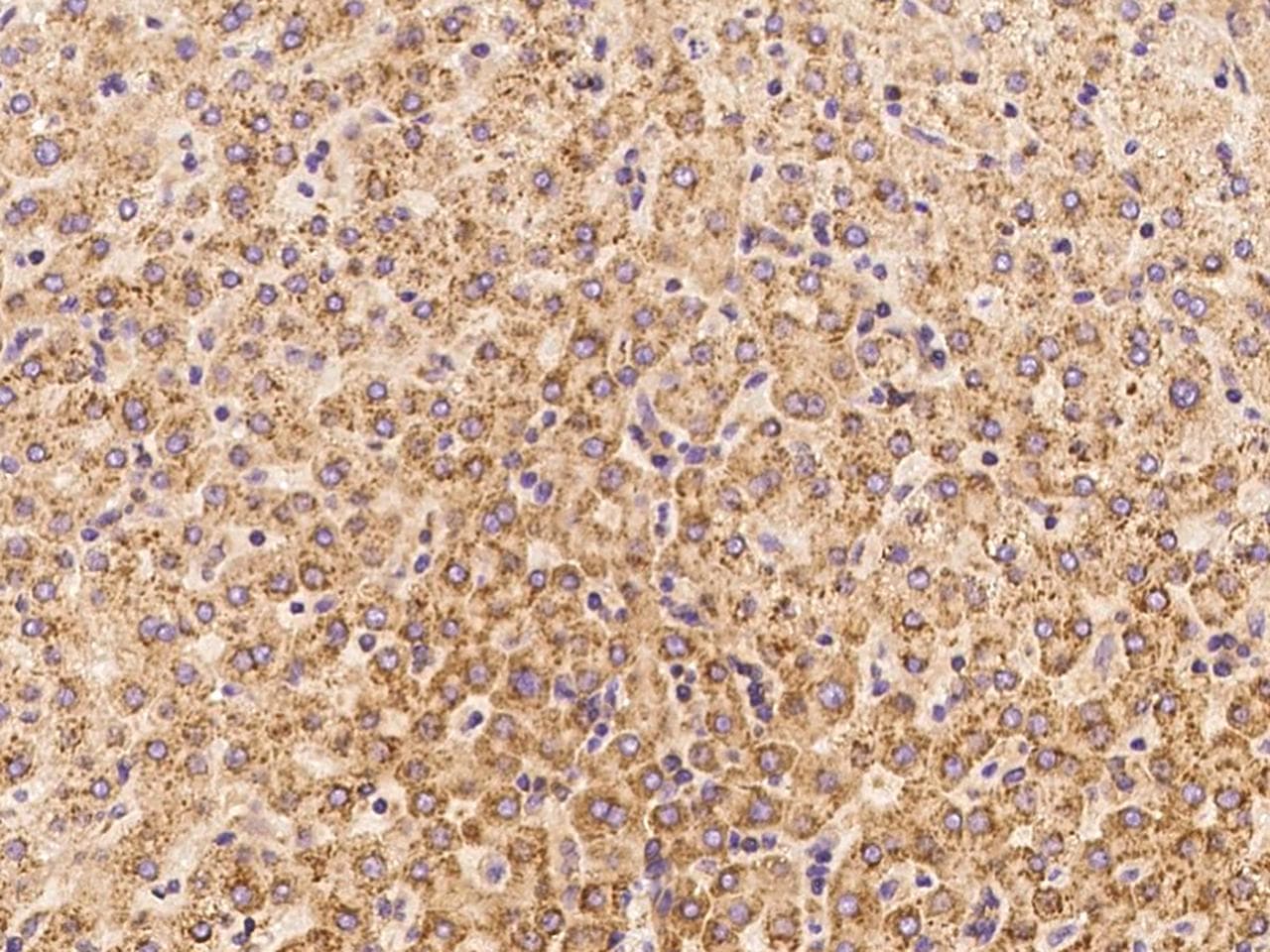IL6 / Interleukin 6 Antibody (clone 19, Preservative Free)