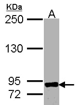 IHC-plus™ ADAM8 Antibody