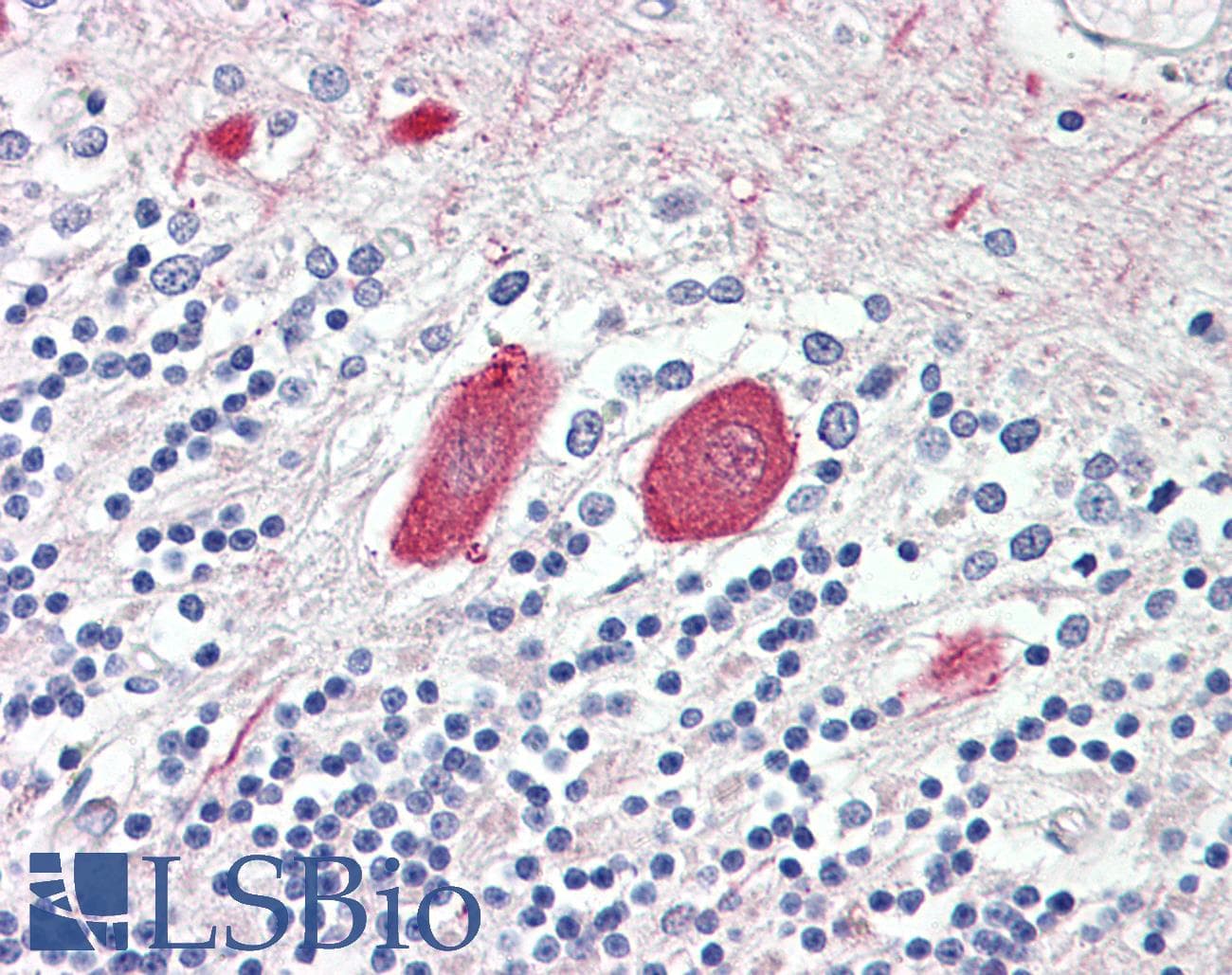 IHC-plus™ MTNR1B / MT2 Antibody (aa334-348)