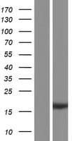 RPS19BP1 Protein (Over-Expression Lysate Myc-DDK (Flag))