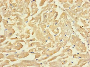 SLC43A3 Antibody