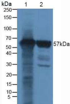 CBFA1 / RUNX2 Antibody (aa299-521)