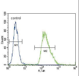 IHC-plus™ CHGA / Chromogranin A Antibody (aa376-404)
