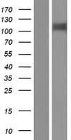 HEPH / Hephaestin Protein (Over-Expression Lysate Myc-DDK (Flag))