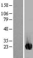 ITPA Protein (Over-Expression Lysate Myc-DDK (Flag))