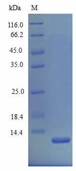 Mouse MIP2 / GRO2 / CXCL2 Protein (Recombinant)