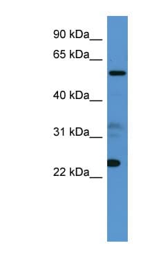 CPNE9 Antibody (aa359-408)