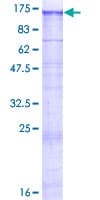 Human KIAA0319L Protein (Recombinant GST)