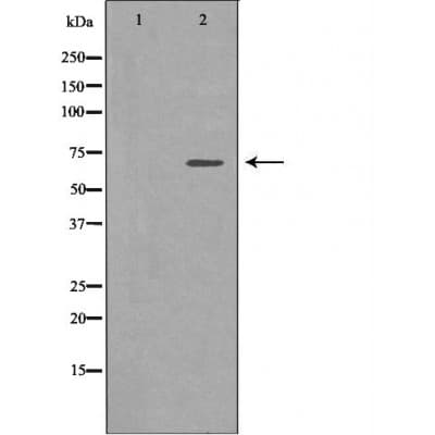 ELN / Elastin Antibody